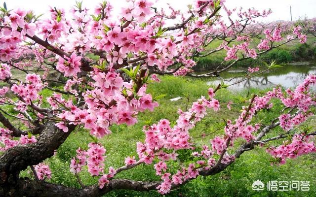 春天来了,春暖花开的季节最适合做什么?