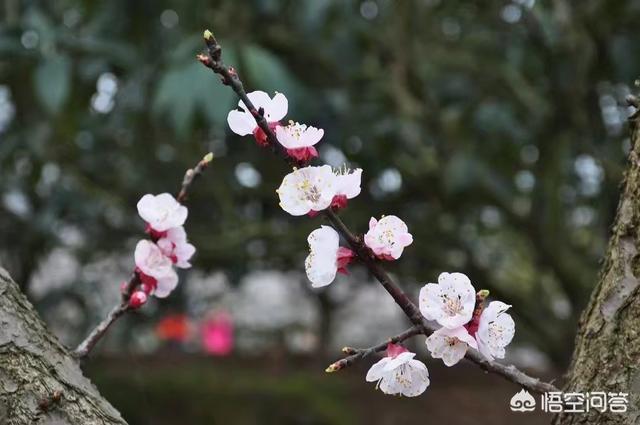 春天来了,春暖花开的季节最适合做什么?