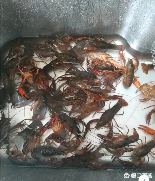 小龙虾的肉又不多,壳还不好剥,为什么还有那么多人喜欢吃小龙虾?
