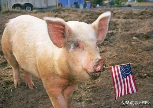 进口美国猪肉会不会带来新冠肺炎病毒？
