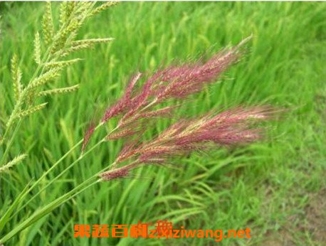 红稗的功效与作用 红稗的食用方法