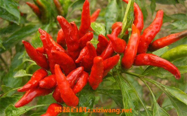 朝天椒和小米椒哪个辣 朝天椒和小米椒区别
