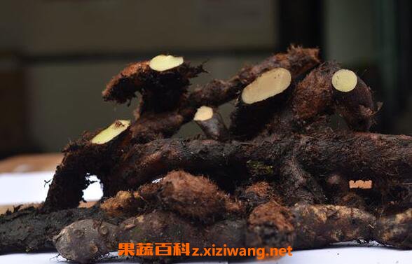 猴子姜的功效与作用 猴子姜的药用价值