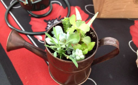 花盆里杀小蜈蚣用什么药 花盆里的小蜈蚣怎么灭