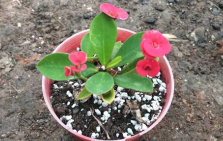 花盆里杀小蜈蚣用什么药 花盆里的小蜈蚣怎么灭