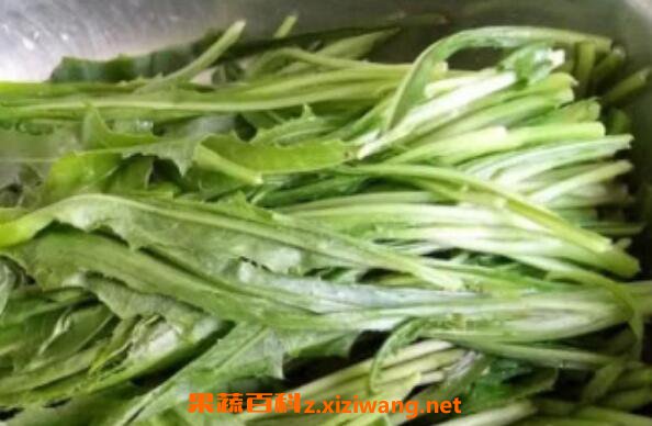 奶浆菜的作用与功效 吃奶浆菜的好处