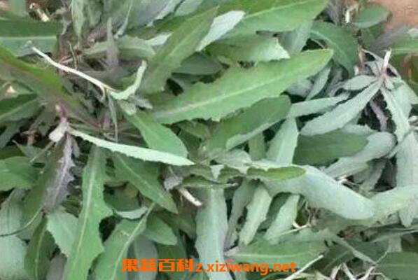 奶浆菜的作用与功效 吃奶浆菜的好处