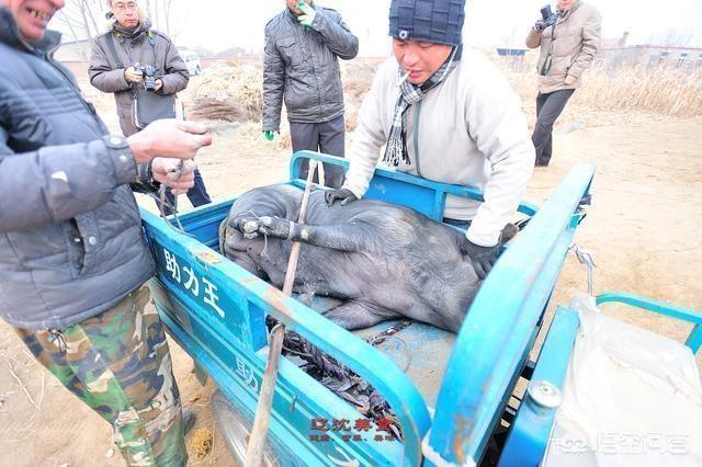 请村里关系好的杀猪匠杀猪,收自己200元,但是只收别人150元,这是杀猪还是杀熟?