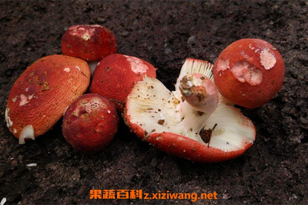 红菌菇的功效与作用 吃红菌菇的好处