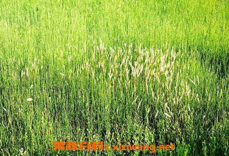 野麦子怎么吃 野麦子的正确食用方法