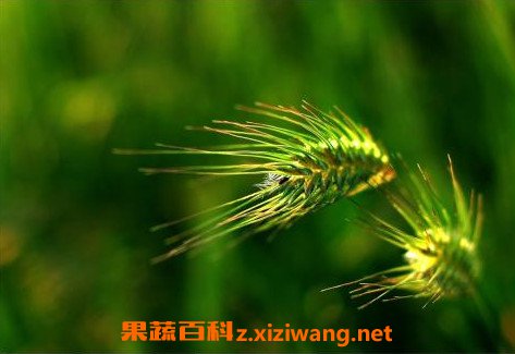 野麦子怎么吃 野麦子的正确食用方法