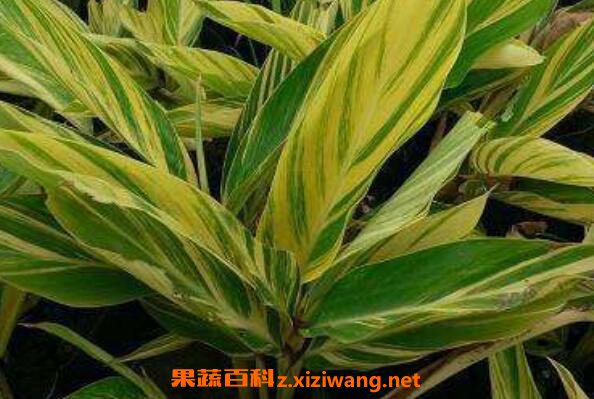 良姜叶是什么 良姜叶有什么功效
