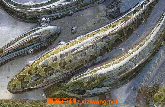 黑鱼的功效与作用 吃黑鱼的好处