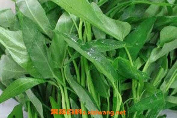 蕹菜的功效与作用 蕹菜的禁忌