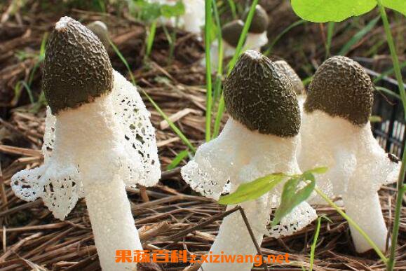 竹荪怎么吃 竹荪的家常做法大全
