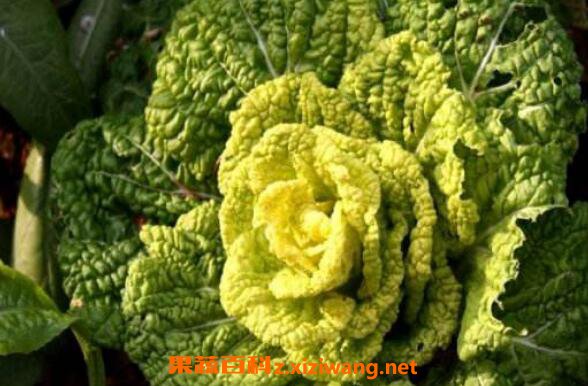 黄心菜怎么种植 黄心菜的种植时间和方法