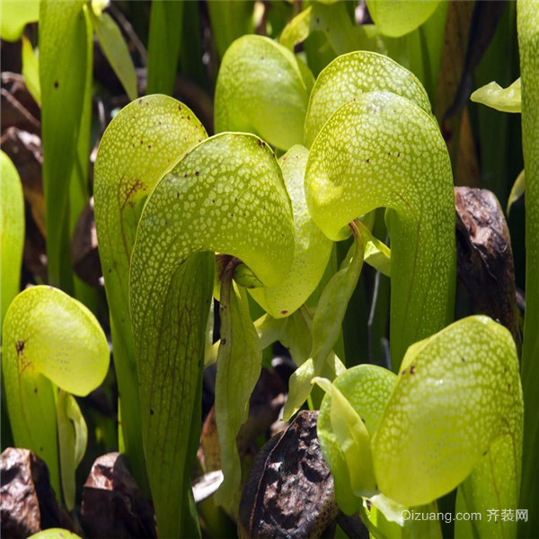 食虫植物养什么好 食虫植物有哪些