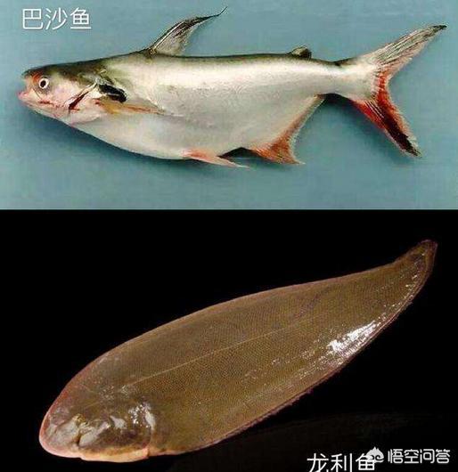 中国超市里的龙利鱼原名是什么？