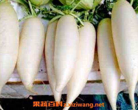 白萝卜不能和什么一起吃 吃白萝卜的注意事项