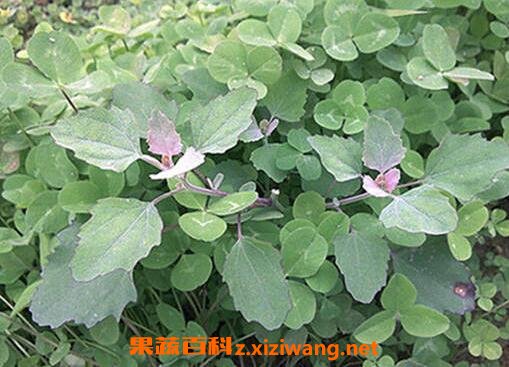 灰菜晾干的功效与作用