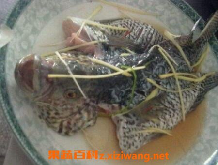 石斑鱼的功效与作用