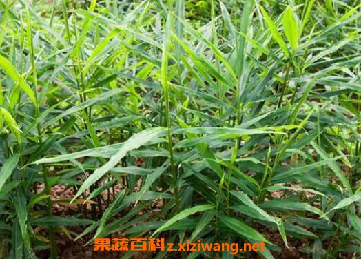 姜如何种 姜的种植方法