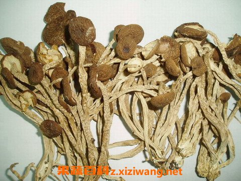茶树菇的功效与作用 茶树菇的饮食禁忌