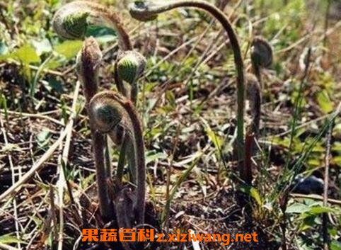 蕨菜图片 蕨菜的种植技术