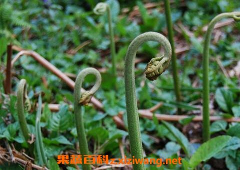 蕨菜图片 蕨菜的种植技术
