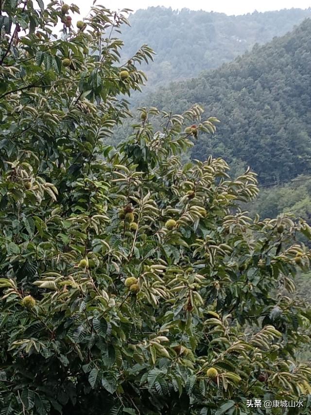 甘肃的黄土高坡感觉土挺厚的,怎么只有黄土不长树呢?