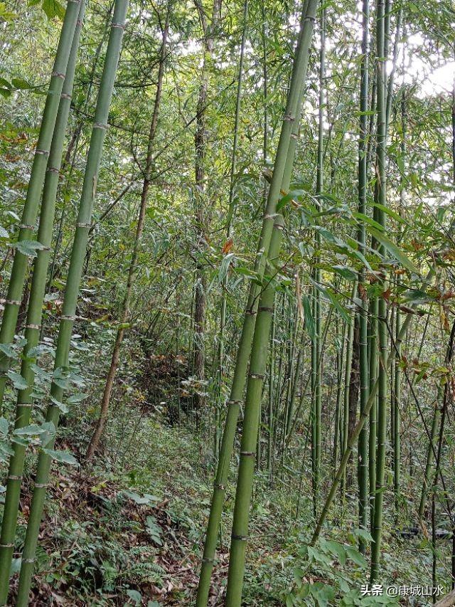 甘肃的黄土高坡感觉土挺厚的,怎么只有黄土不长树呢?