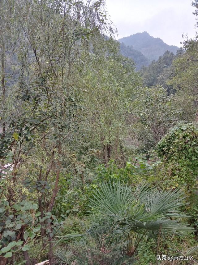 甘肃的黄土高坡感觉土挺厚的,怎么只有黄土不长树呢?