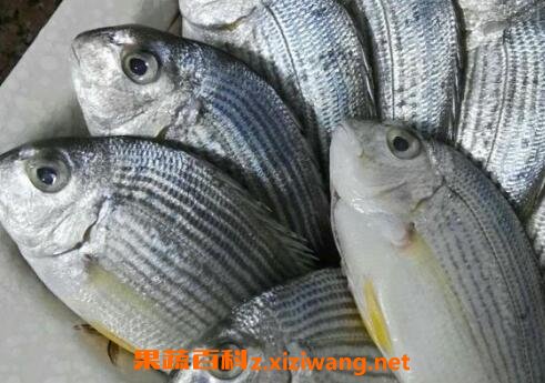 黄墙鱼的作用与功效