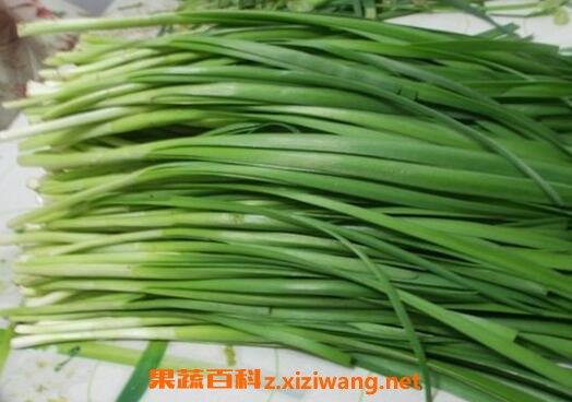 孕妇能吃韭菜吗 孕妇吃韭菜要注意什么