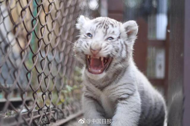 哈尔滨的东北虎林园好玩吗?