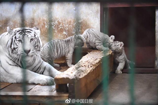 哈尔滨的东北虎林园好玩吗?