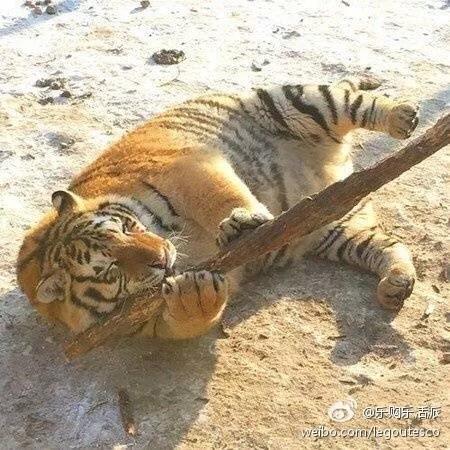 哈尔滨的东北虎林园好玩吗?