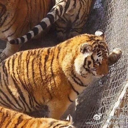 哈尔滨的东北虎林园好玩吗?