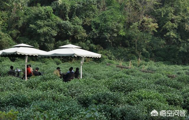 杭州有什么可以静心喝茶的地方？