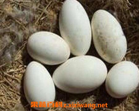 鹅蛋不能和什么一起吃 鹅蛋的吃法禁忌