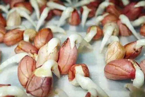 花生怎么養(yǎng)殖長(zhǎng)得旺盛 種花生需要打理嗎