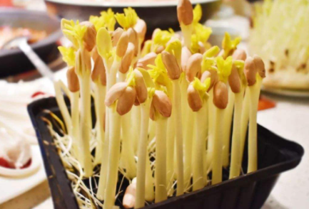 花生芽的营养价值 花生芽不焯水可以吃么