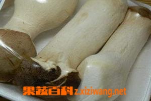 夏季栽培鸡腿菇技术