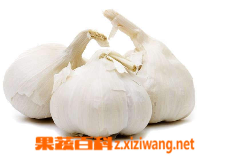 大蒜的功效 降血糖 抗癌