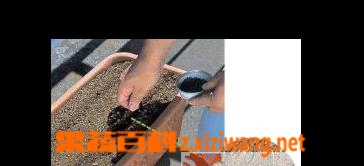 阳台种植菠菜方法步骤教程