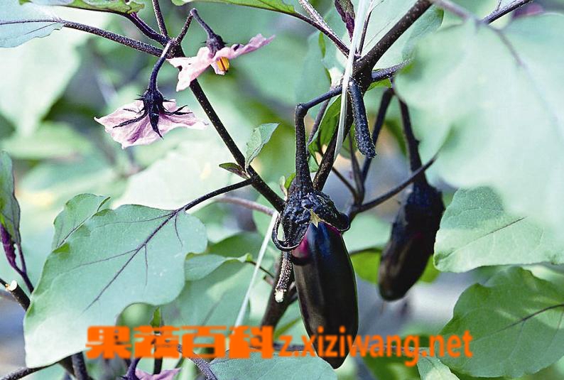 栽种茄子误区 茄子种植注意事项