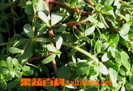 山野菜的种类和图片