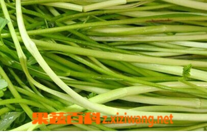 山野菜的种类和图片