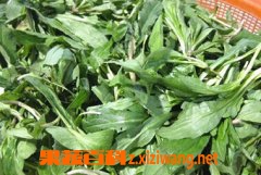 山野菜的种类和图片