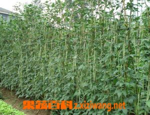 豇豆的田间管理和种植技巧